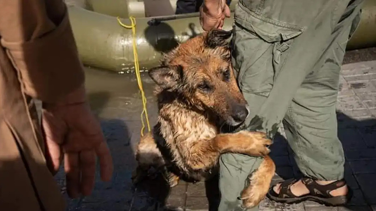 Το αγκάλιασμα του σκύλου